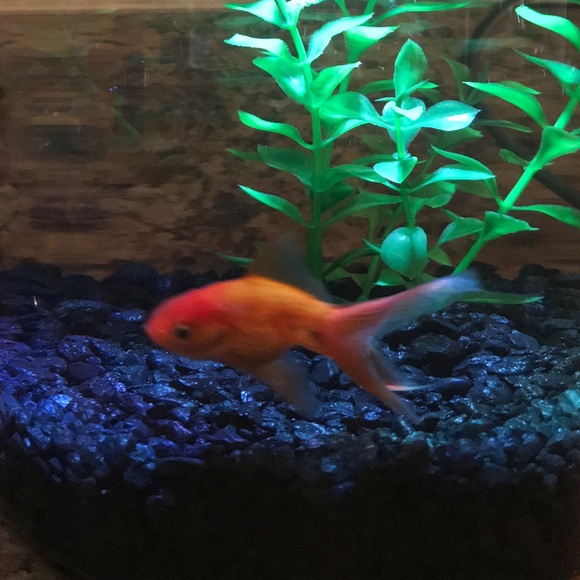 Meet your Posher, Eric - Picture 1 of 1